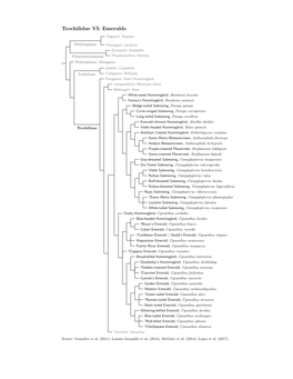 Emeralds Species Tree