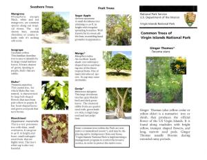 Common Trees of Virgin Islands National Park