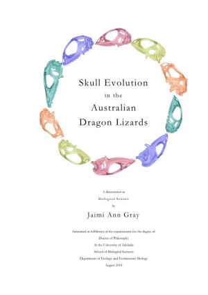 Skull Evolution Australian Dragon Lizards