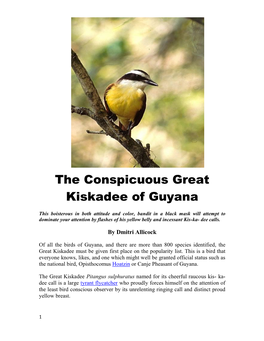 The Conspicuous Great Kiskadee of Guyana
