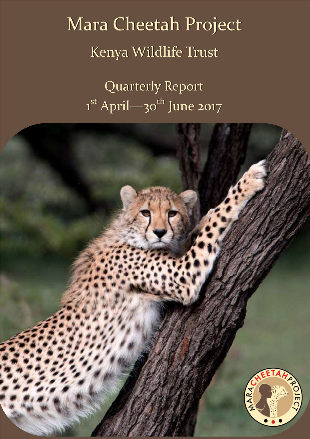 Mara Cheetah Project | Annual Report 2014 Maramara Cheetahcheetah Projectproject Kenyakenya Wildlifewildlife Trusttrust
