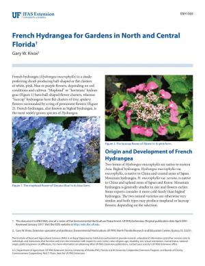 French Hydrangea for Gardens in North and Central Florida1 Gary W