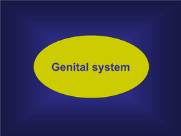 Genital System • Anatomically, the Genital System Is Subdivided Into