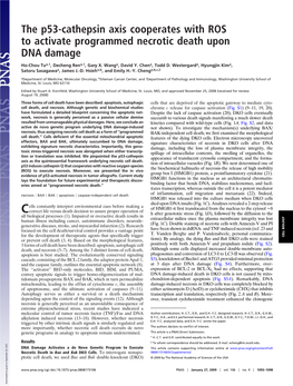 The P53-Cathepsin Axis Cooperates with ROS to Activate Programmed Necrotic Death Upon DNA Damage