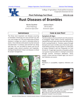 Rust Diseases of Brambles