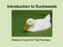 Introduction to Duckweeds