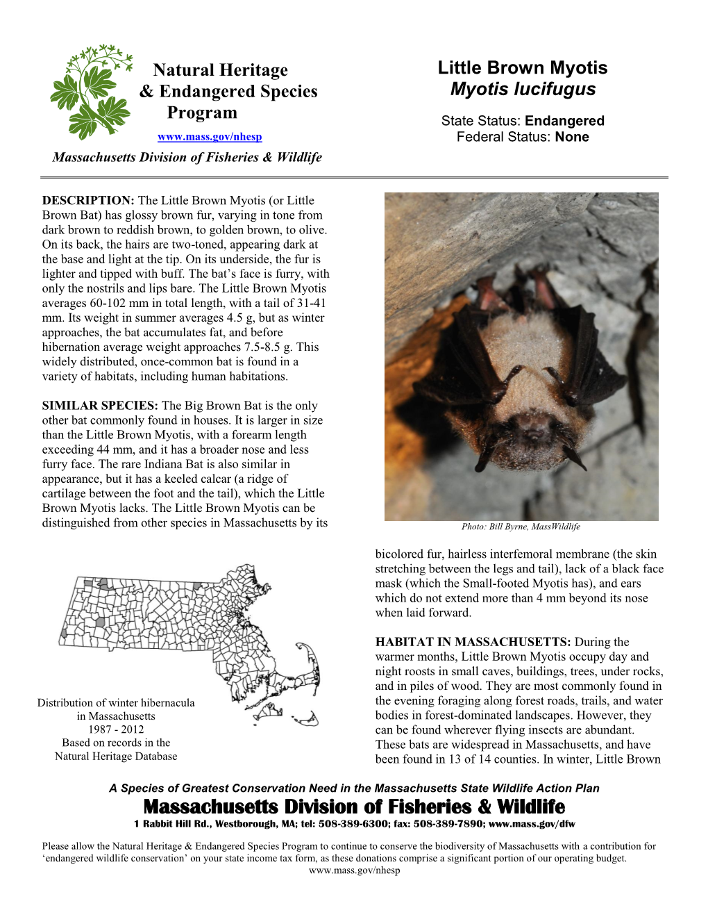 Little Brown Myotis & Endangered Species Myotis Lucifugus