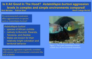 Is It All Good in the Hood? Astatotilapia Burtoni Aggression Levels in Complex and Simple Environments Compared! Nick Morales Patrick Shan Reed College Bio342