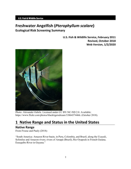 Freshwater Angelfish (Pterophyllum Scalare) ERSS