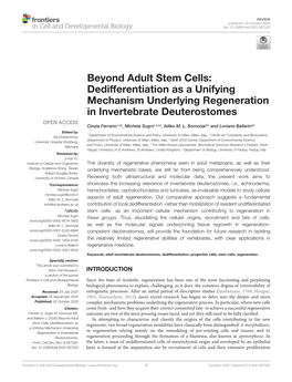 Beyond Adult Stem Cells: Dedifferentiation As a Unifying Mechanism Underlying Regeneration in Invertebrate Deuterostomes