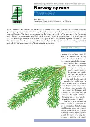 Norway Spruce Picea Abies