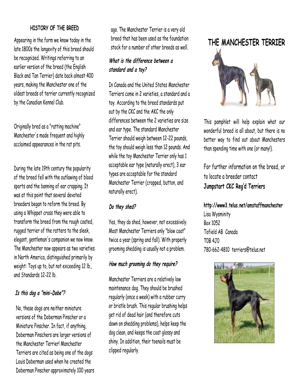 The Manchester Terrier