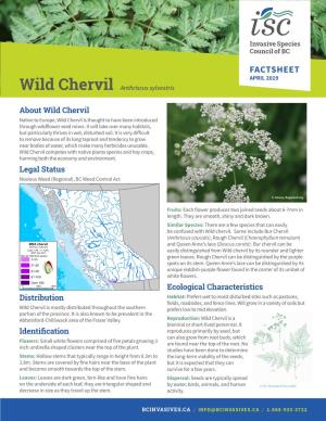 Wild Chervil Factsheet