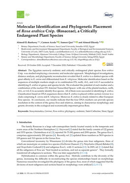 Molecular Identification and Phylogenetic Placement of Rosa