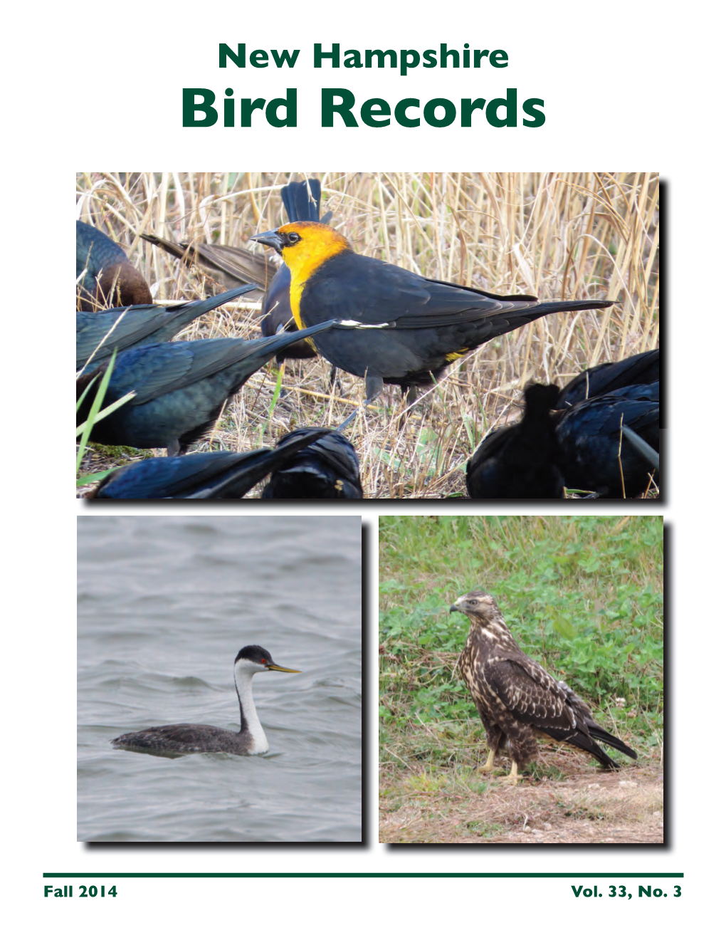 NH Bird Records