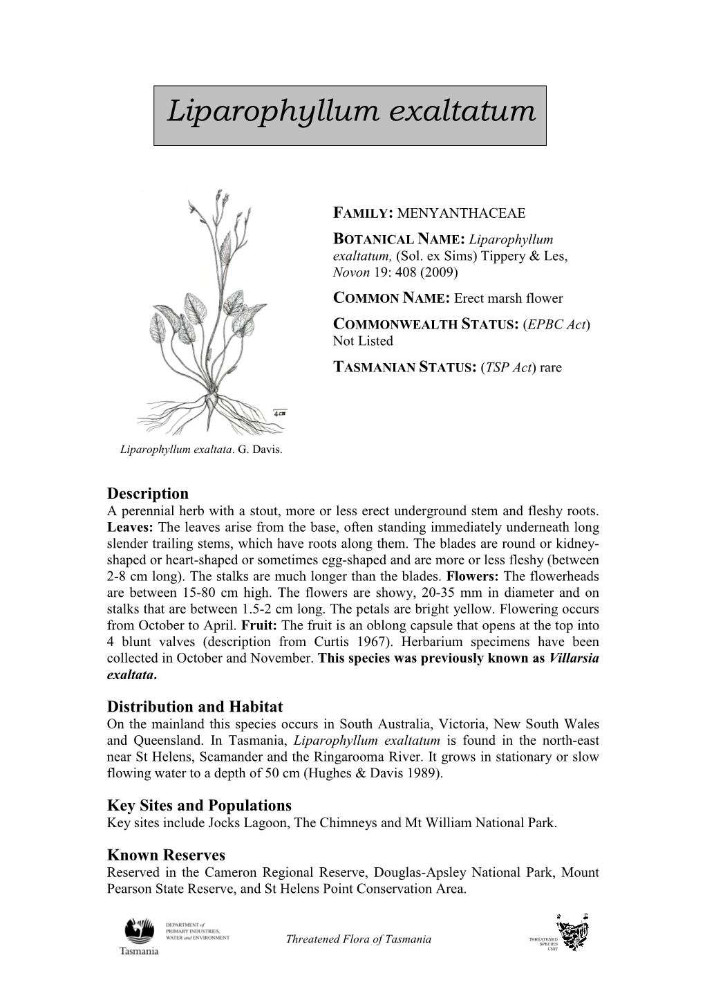 Liparophyllum Exaltatum