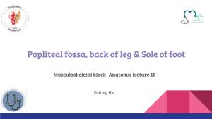 Popliteal Fossa, Back of Leg & Sole of Foot