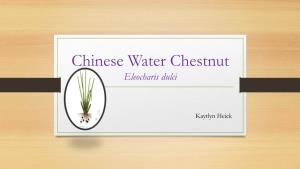 Eleocharis Dulcis (Chinese Water Chestnut)." Eleocharis Dulcis (Chinese Water Chestnut)
