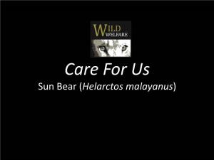 Sun Bear (Helarctos Malayanus) Animal Welfare