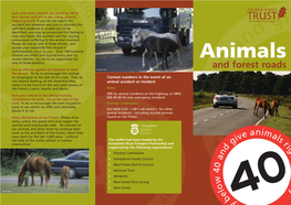 Animals & Forest Roads