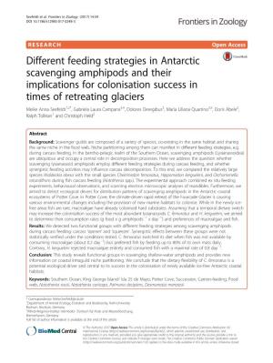 Different Feeding Strategies in Antarctic Scavenging Amphipods and Their
