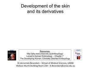 Development of the Skin and Its Derivatives