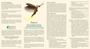 Firefly Conservation and Manage- Municate with Pheromones), and Glow-Worms (Whose • Use Paths to Avoid Trampling Fireflies