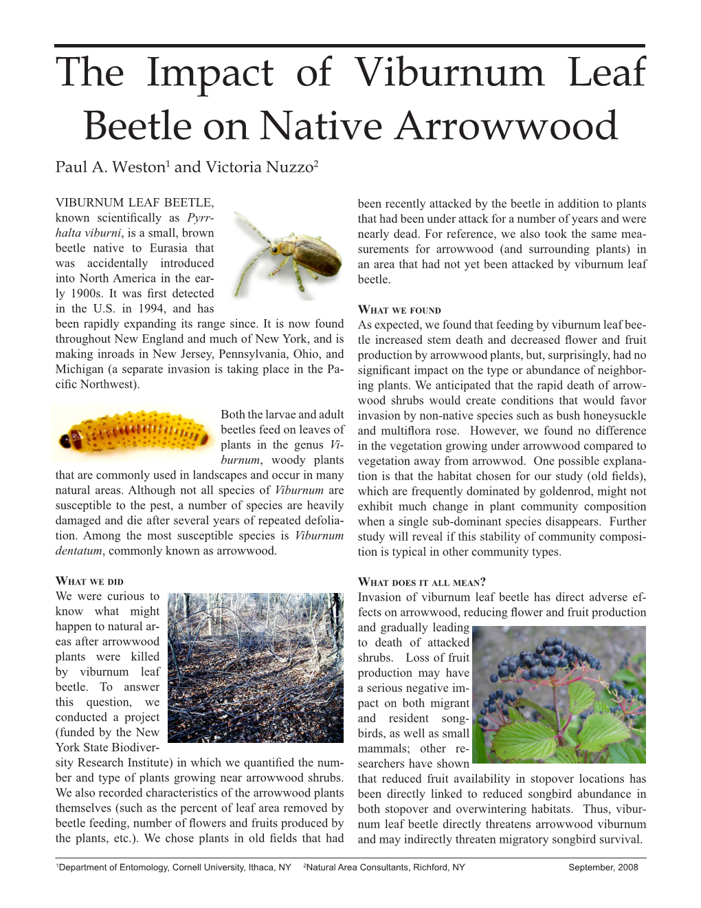 The Impact of Viburnum Leaf Beetle on Native Arrowwood Paul A