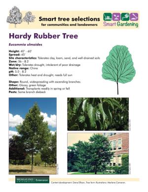 Hardy Rubber Tree Eucommia Ulmoides