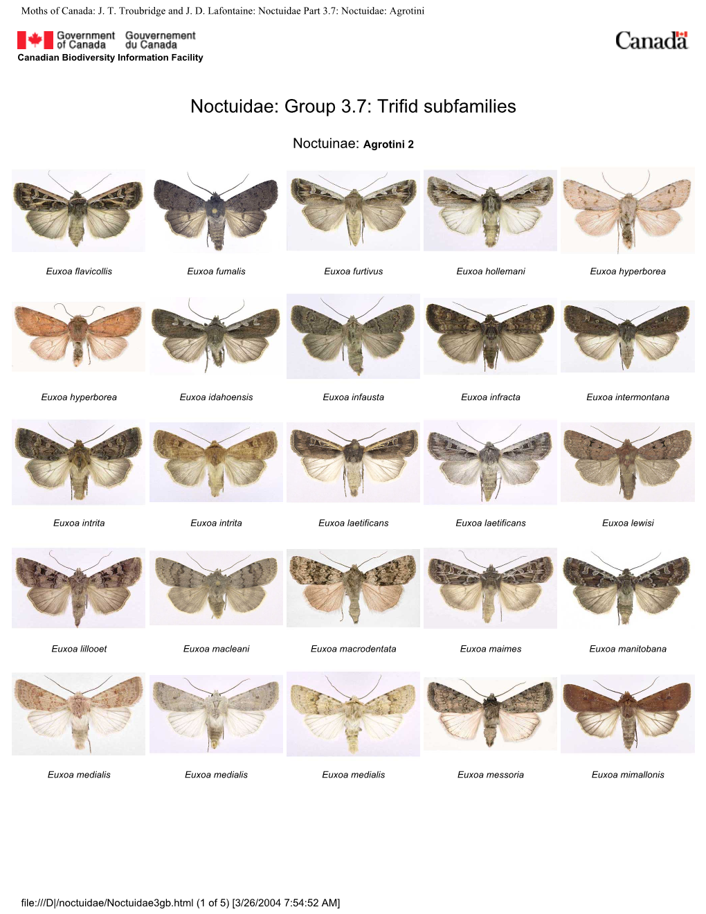 Noctuidae Part 3.7: Noctuidae: Agrotini