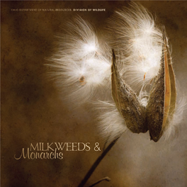 Milkweed and Monarchs