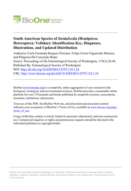 South American Species of Stridulivelia (Hemiptera
