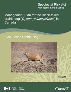 Prairie Dog (Cynomys Ludovicianus) in Canada