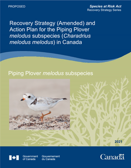 Piping Plover Melodus Subspecies (Charadrius Melodus Melodus) in Canada