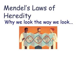 Mendel's Laws of Heredity
