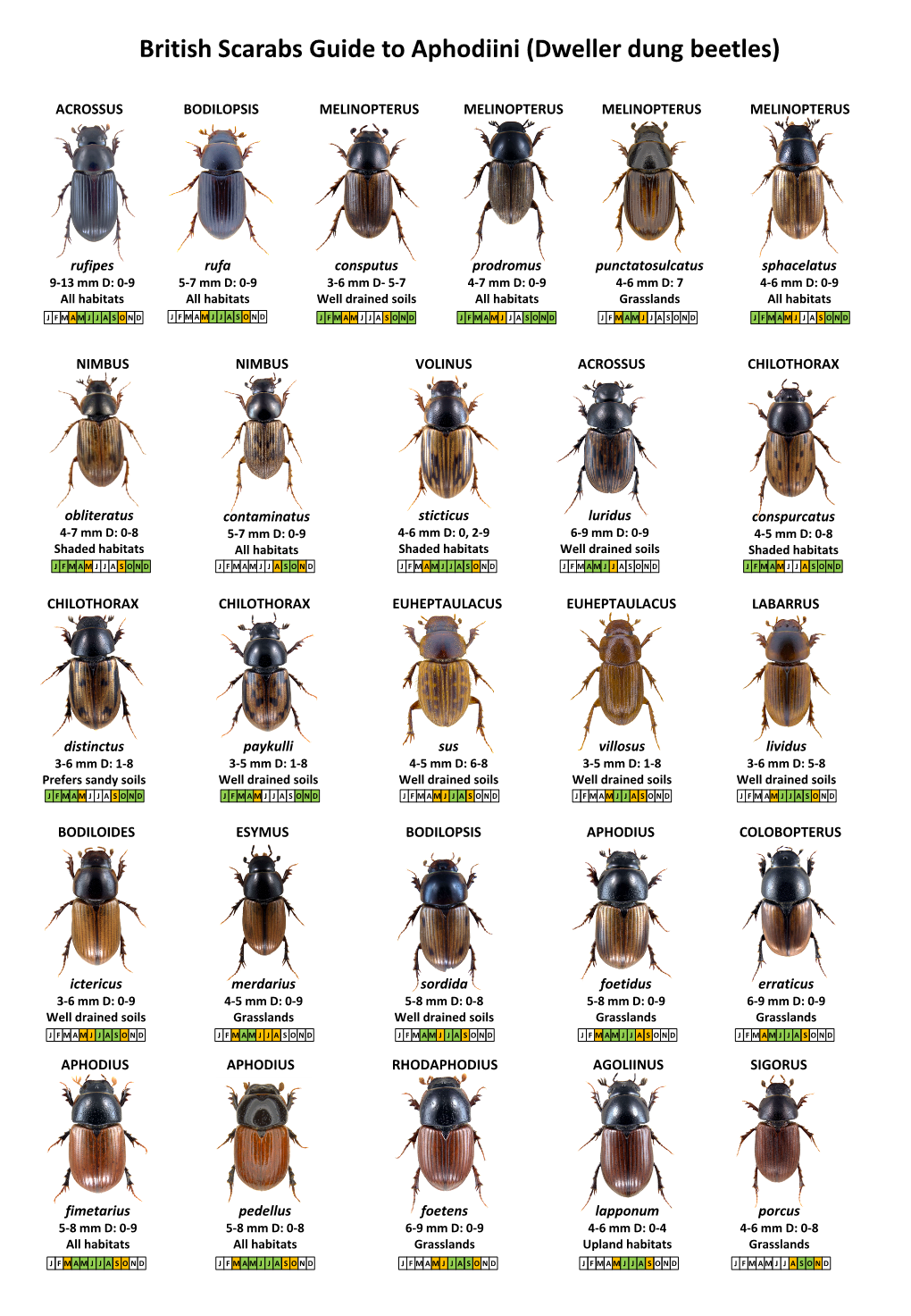 British Scarabs Guide to Aphodiini (Dweller Dung Beetles)