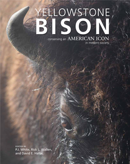 Yellowstone Bison: Conserving an American Icon in Modern Society