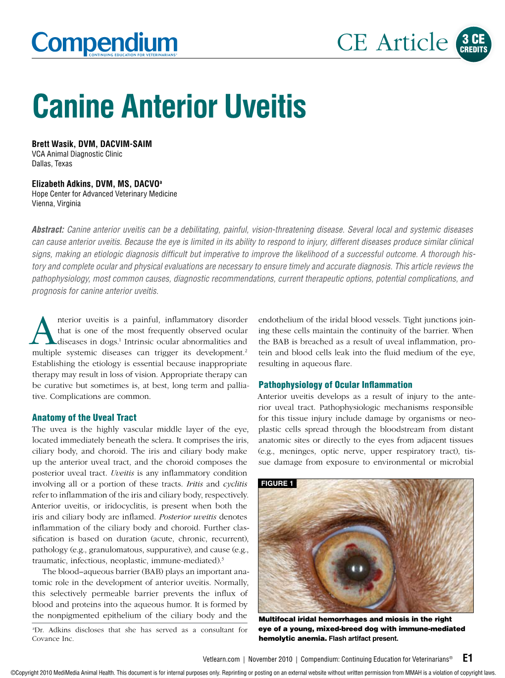 Canine Anterior Uveitis