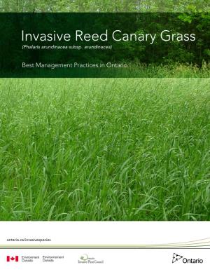 Reed Canary Grass (Phalaris Arundinacea Subsp