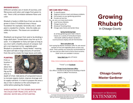 Growing Rhubarb