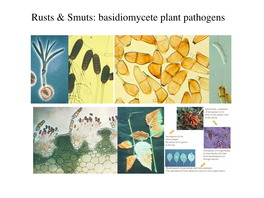 Rusts & Smuts: Basidiomycete Plant Pathogens