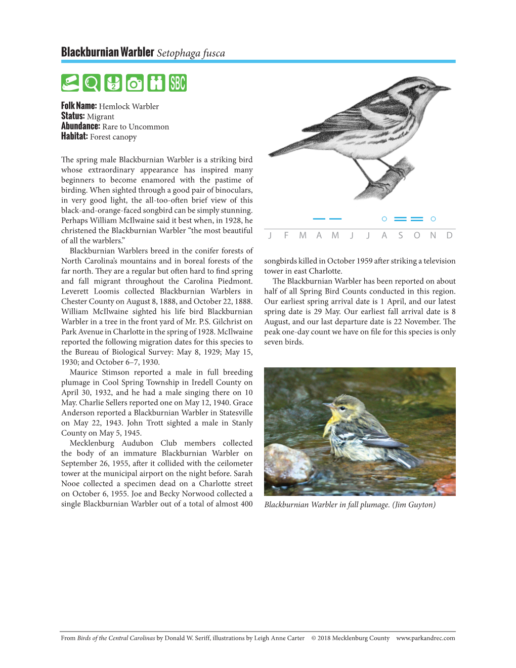 Blackburnian Warbler Setophaga Fusca