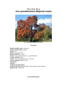 Plant Data Sheet Acer Grandidentatum (Bigtooth Maple)