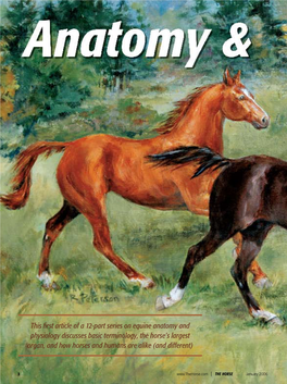 This First Article of a 12-Part Series on Equine Anatomy and Physiology