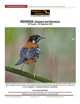 Sulawesi and Halmahera (Indonesia): August-September 2019