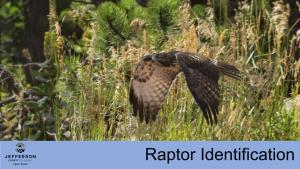 Raptor Identification
