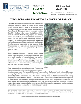 Cytospora Canker