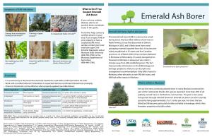 Emerald Ash Borer Fact Sheet