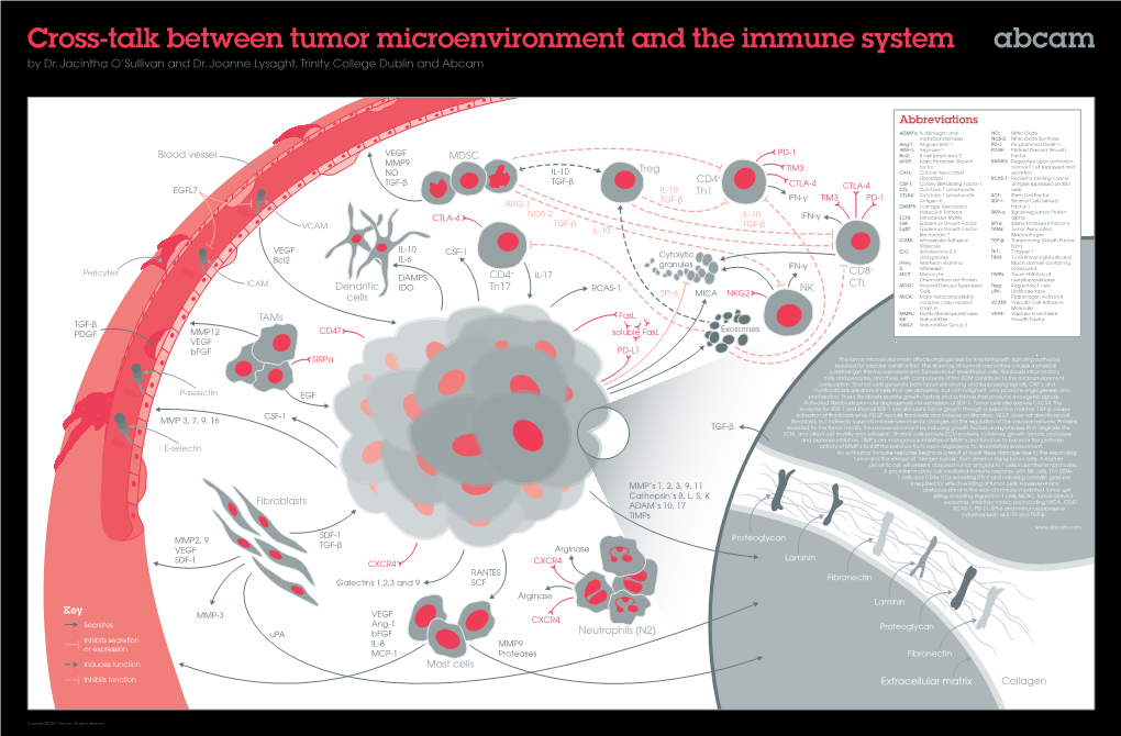 Cross-Talk Between Tumor Microenvironment and the Immune System by Dr