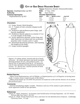 Amphiporidae Sp SD1 Voucher